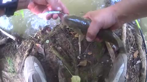 Chevesne pêcher