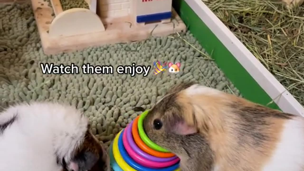 Guinea Pig Care Advice and Video Guides
