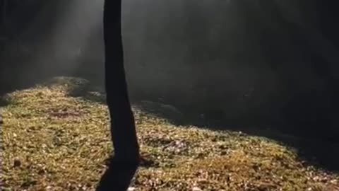 Breathtaking Sunny Fall Day in the Woods 🍂 | Nature's Beauty Unfolds