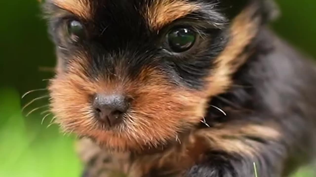How to Train Different Dog Breeds: From German Shepherds to Chihuahuas