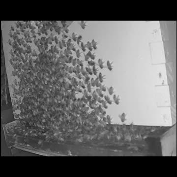 Saturday Morning Peek 2a