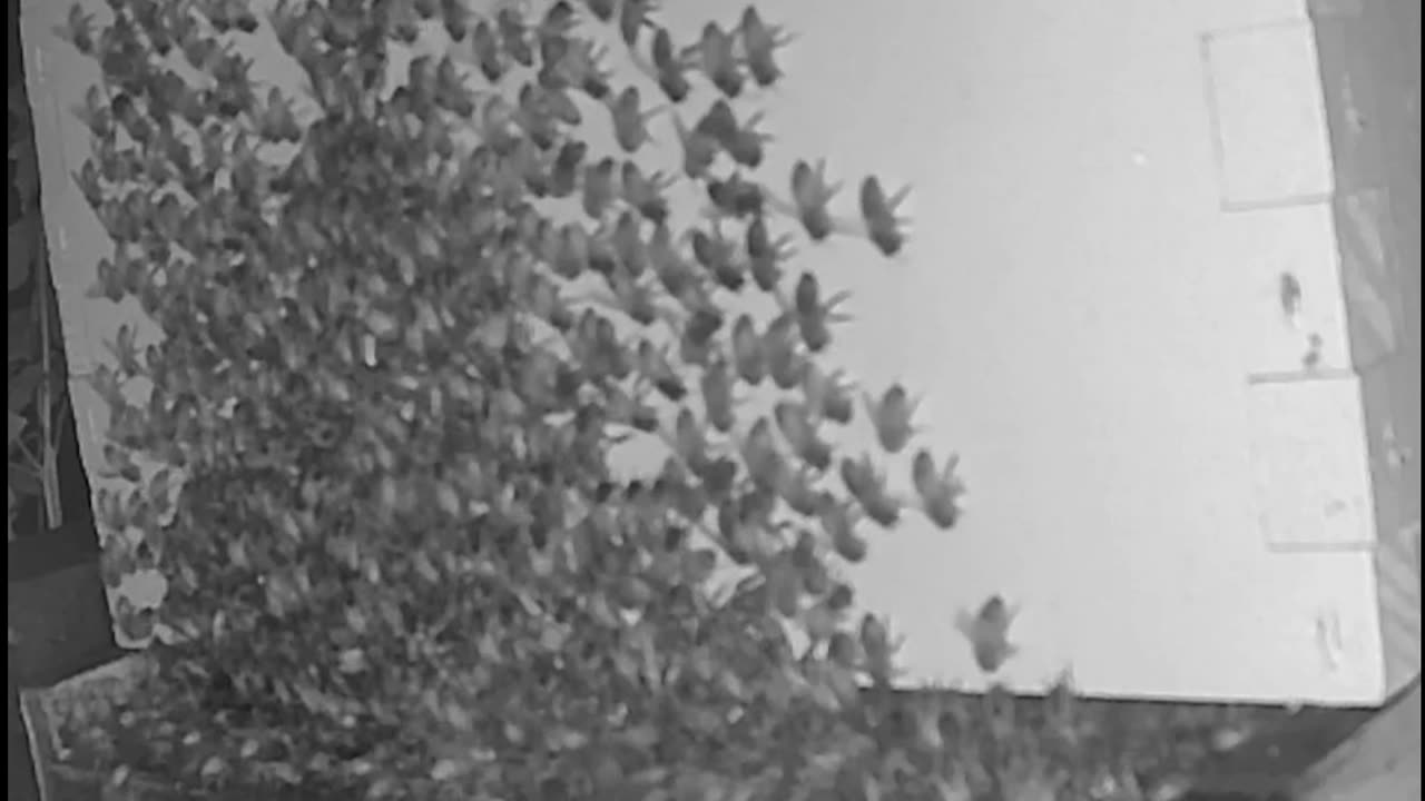 Saturday Morning Peek 2a