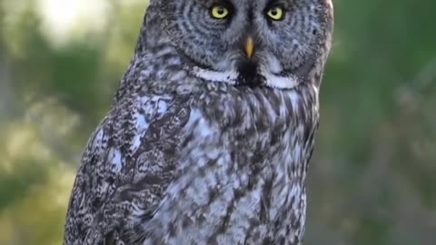 Ullo