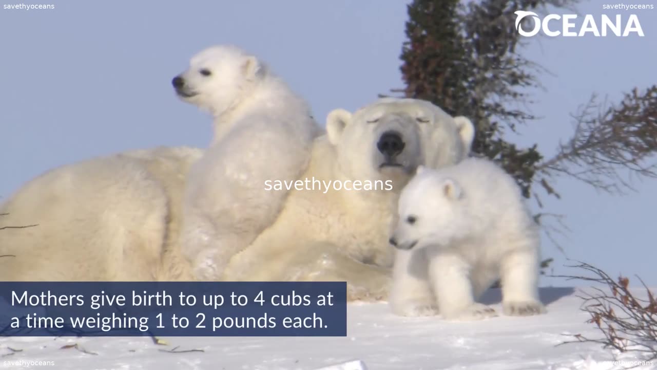 Polar Bear Cubs Growing Up On The Ice Oceana