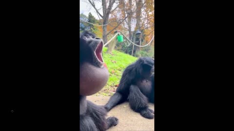 Never saw this - Siamangs use their impressive throat sacs- called gular sacs