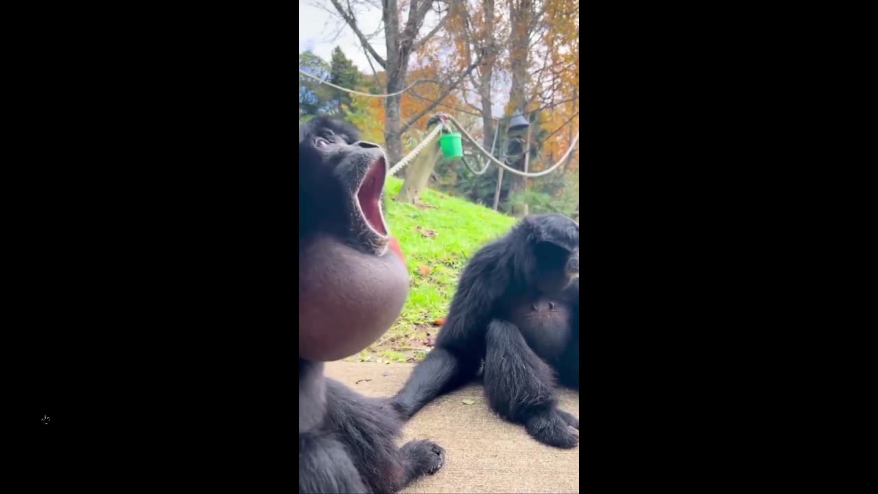 Never saw this - Siamangs use their impressive throat sacs- called gular sacs