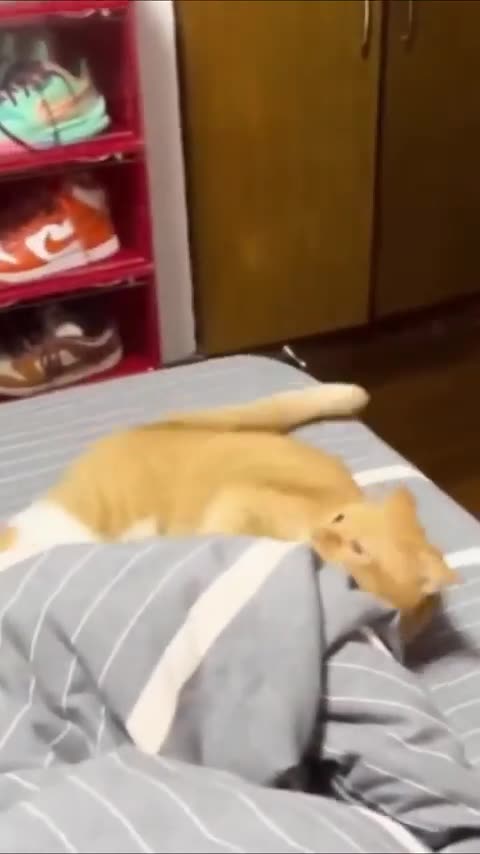 55. Get Ready to Laugh and Be Charmed by These Adorable and Funny Hamster Pets