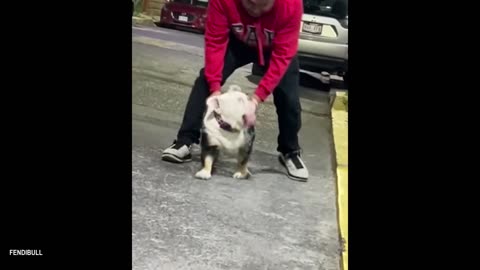 I Wasn't Prepared For The Dogs' Attitude Funny Dog Videos 2025