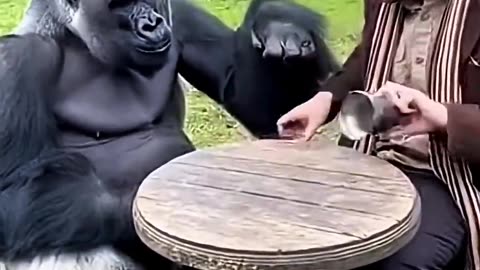 Where’s My Banana?