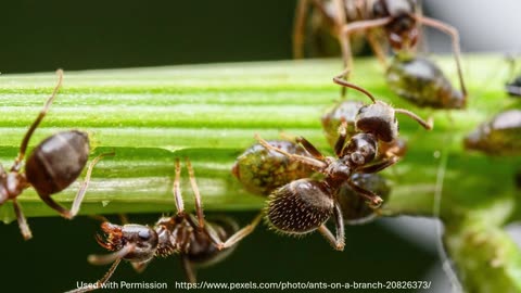 Consider the Ant