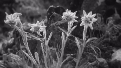 🇨🇭❤️‍🔥Henri Guisans Rede an das Schweizer Volk
