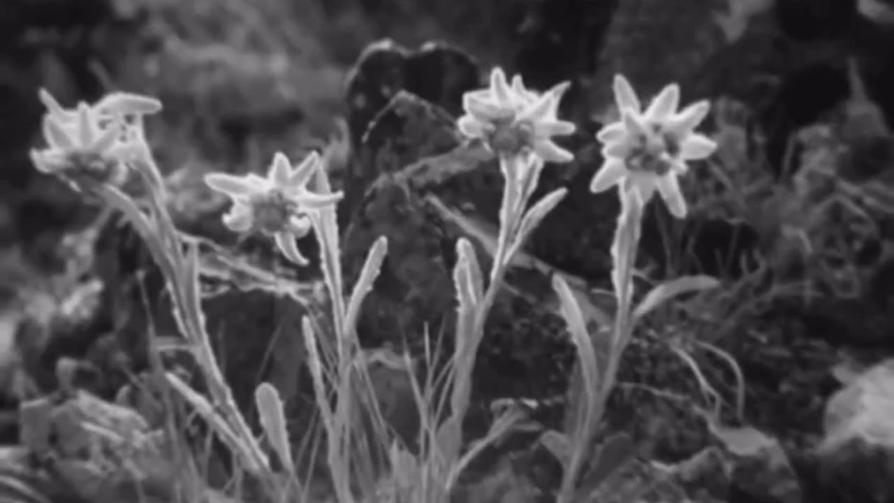 🇨🇭❤️‍🔥Henri Guisans Rede an das Schweizer Volk