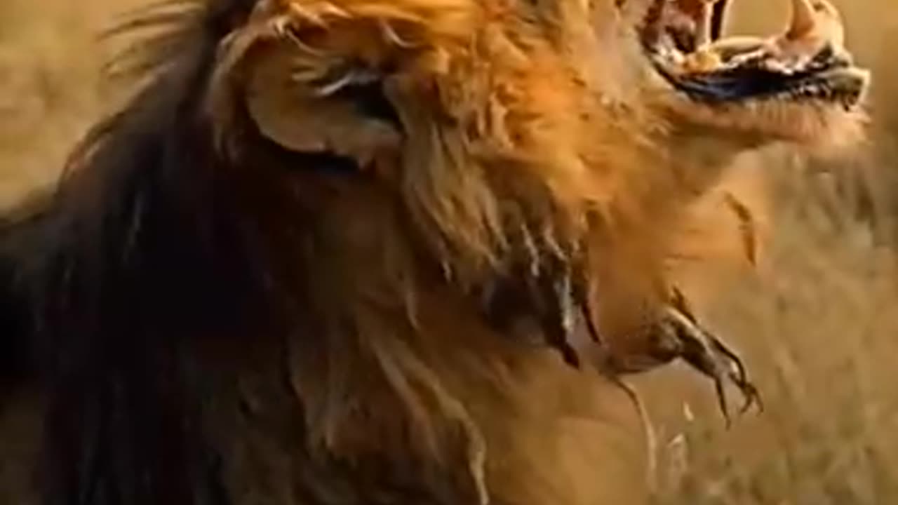 animals