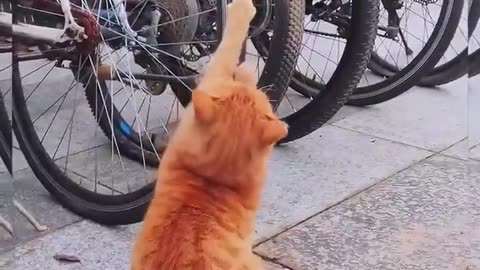😂🐈 A Cat's Normal Workday is HILARIOUS! | FunFM