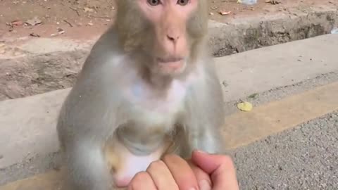 NEVER trust a hungry monkey