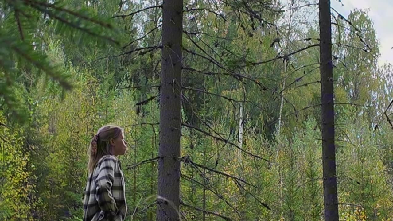 Forest Sounds - Nature