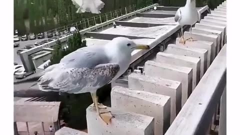 😂🐦 When You Hear THE Juiciest Gossip at the Birdbath! | FunFM