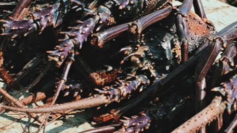 Types of fish and seafood in the Red Sea _ Port Sudan _ Port Sudan:
