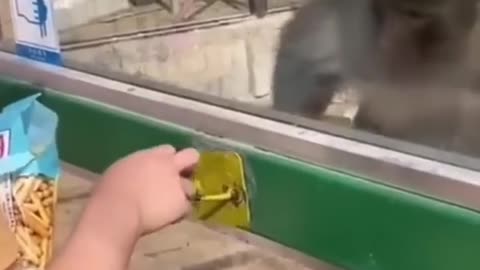funny animall vidioe