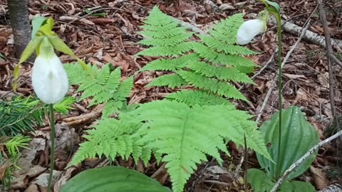 Lady Slippers