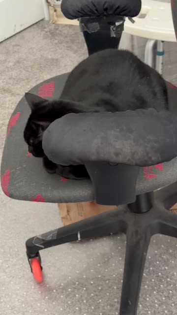 Cute Precious Piper is the Face of the Office - My Adopted Shelter Cat Vlog #shorts