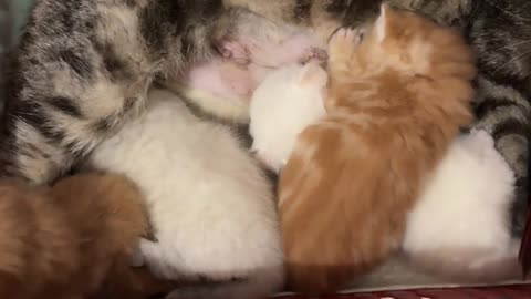 Conure Wants to Cuddle With Mom Cat And Kittens