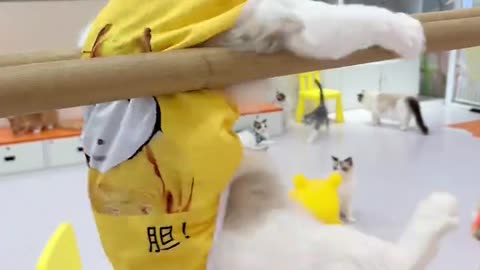 The cat performs acrobatics.