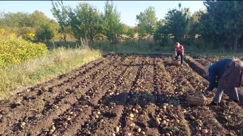 🌾🕊️ Ukraine Russia War | Finding Stability Amid Chaos | RCF