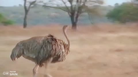 Fastest Bird on Earth Caught Running Wild in the Serengeti! 🦤💨 You Won’t Believe Its Speed!