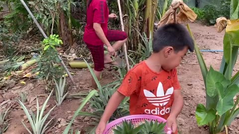 Sreypov Life Show - Cut ripe pineapple and harvest other vegetable for cooking - Family food cooking
