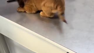 😂🐶 You Won't Believe His Reaction to the Vet! | FunFM
