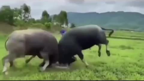 Two Bull Funny Fighting || Popular Funny Video