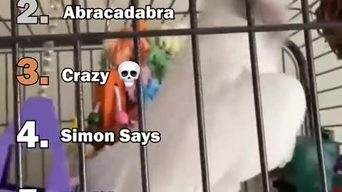The Best Parrot Moments ranked
