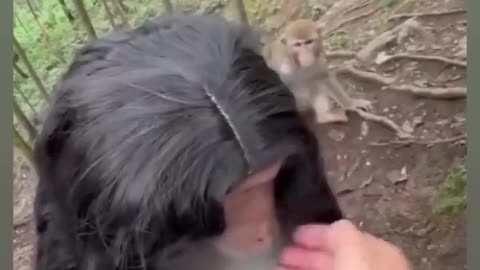 😂🐒 You Won't Believe This Monkey's Makeover! | FunFM