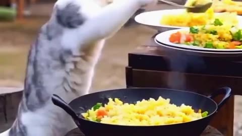 "Cat Cooking Challenge 🍚🐱 | Funny Fried Rice Feast!"