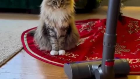 🐱🎄 My Cat Thinks the Christmas Tree Needs Protection… And He’s Taking It SERIOUSLY 😂✨