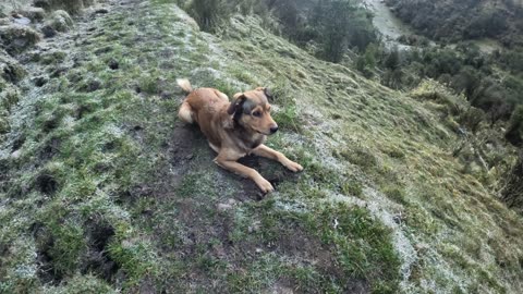 Que bonito perro #andes #mountains