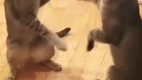 Cats & Dogs Acting Suspicious… for No Reason