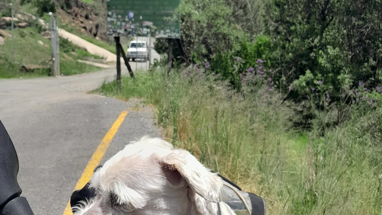 another day in Africa #jontyk9 #dogsofyoutube #bikerlife