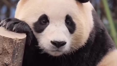 Sleepy panda bear