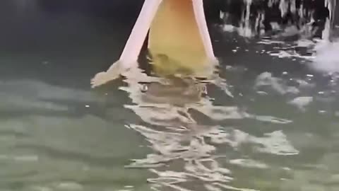asmr