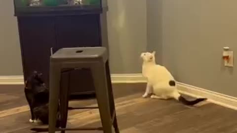 Cat funny videos😂