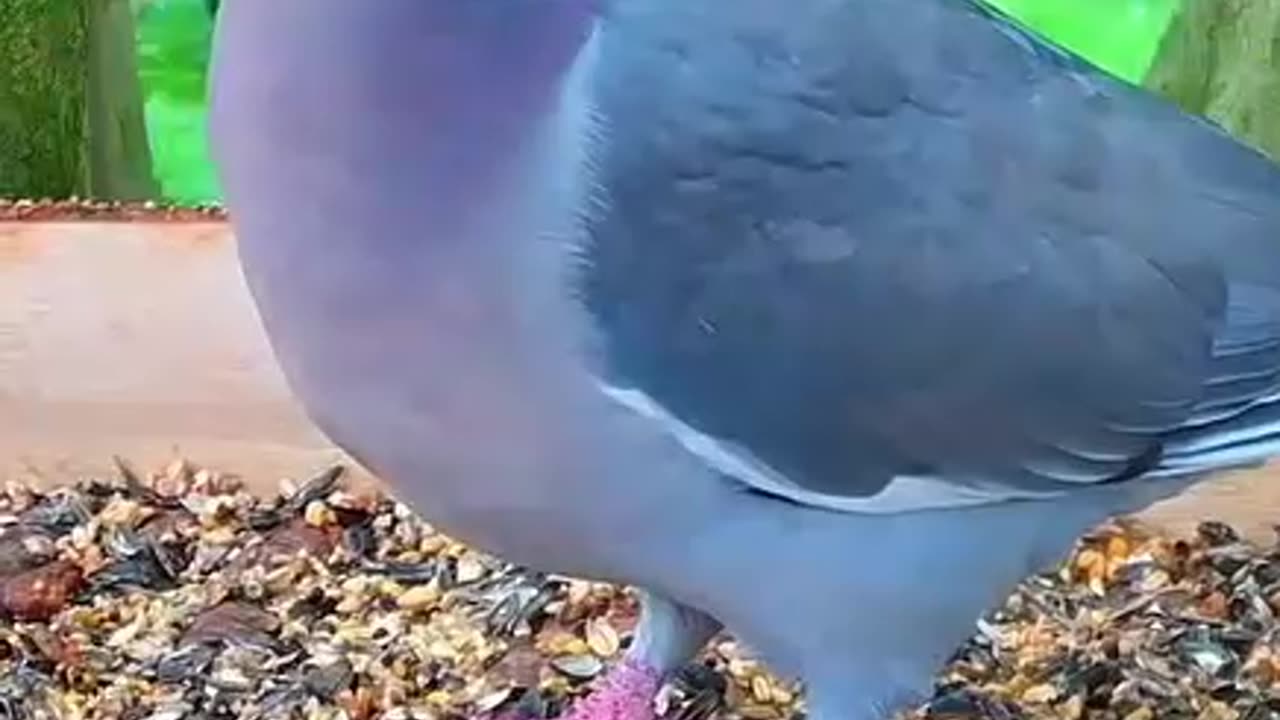 Selfie by a wood pigeon 📷🕊😃