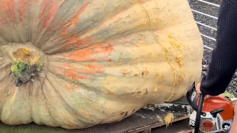 World’s Largest Pumpkin Reveal