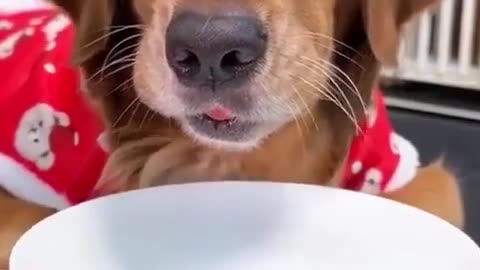 😂💥 Good Boii! | FunFM