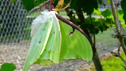 Luna Moth