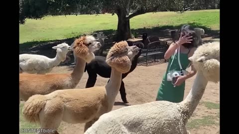Funniest Animal Videos Ever