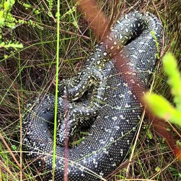 Australian wild life