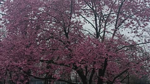 Spring colors