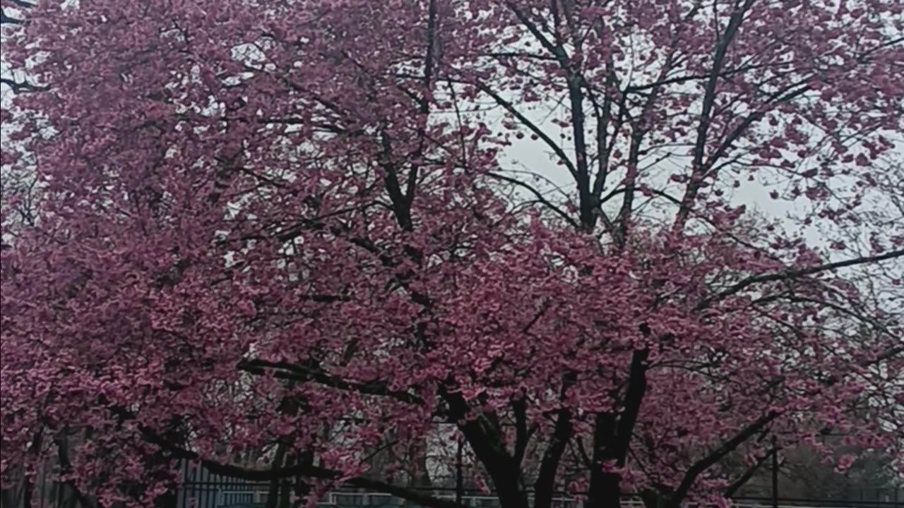 Spring colors